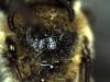 Colletes similis